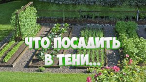 Что посадить в тени? Огород