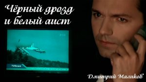 Дмитрий Маликов - Чёрный дрозд и белый аист