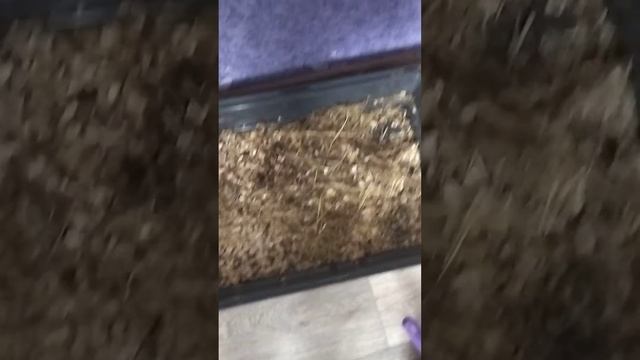 2 часть уборки у шиншилл смотреть онлайн