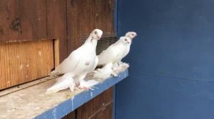 Голуби Германии. Фрунзенский двухчубый турман ( ФТ) И. Гольмана.