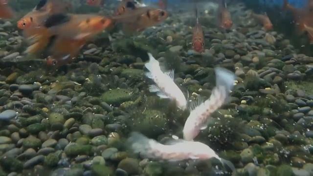 白子索卡頓戰車鼠(Megalechis thoracata albino) смотреть онлайн