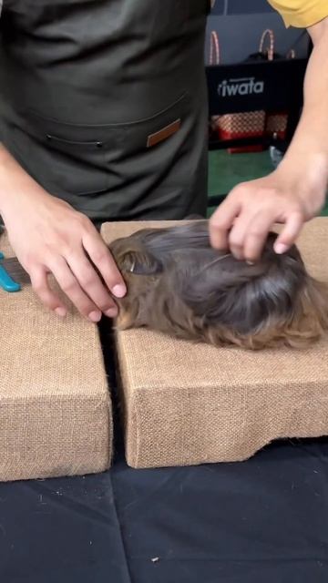 🐀Types of Guinea pigs at the Cavy & Rabbit Show #pets #youtubeshorts #petplanet88 #cavy #animals смотреть онлайн