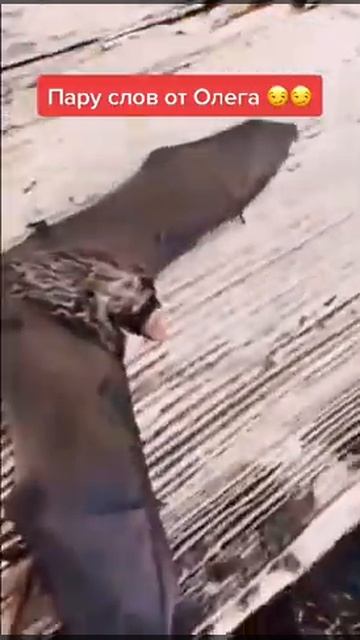 пару слов от Олега #хашик #shorts #тренды #рекомендации #олег #мышь #летучаямышь #девушка #топ #рек смотреть онлайн