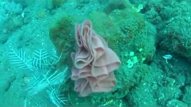 Bali - Tulamben (June 2018) смотреть онлайн