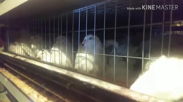 Сбор яиц у перепелов