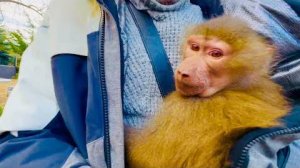 Вы так долго ЭТОГО ЖДАЛИ! Люська едет домой не дожидаясь окончания ремонта)((