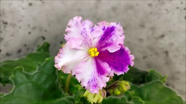 Фиалка Dn-Alter Ego спорт