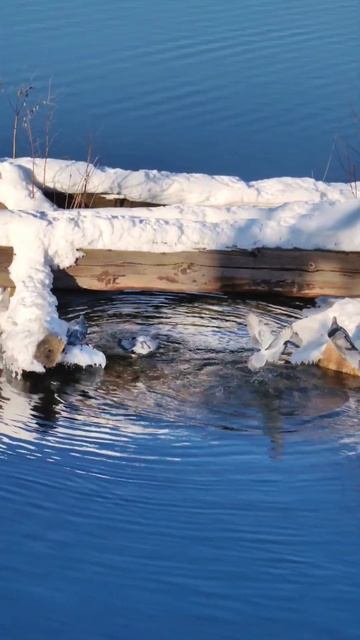 Заплыв голубя в купальне #птицы #голуби #урал #pigeon #bird #swimming #птицызимой #екатеринбург смотреть онлайн