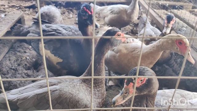 Мускусные утки обзор семей и утят смотреть онлайн