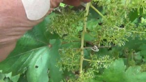 ПРИЛИПАЮТ КОЛПАЧКИ НА ЦВЕТКАХ ВИНОГРАДА. КАК ПОМОЧЬ ОПЫЛЕНИЮ