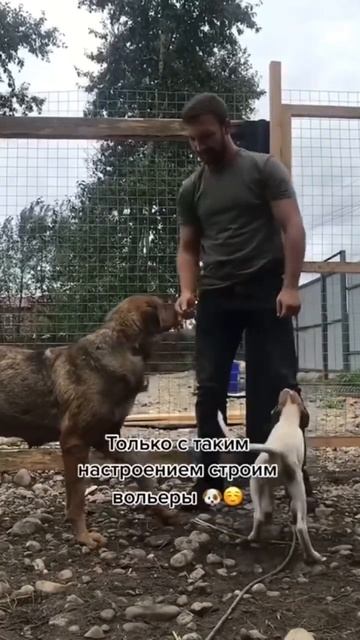 Только с таким настроением строим вольеры для нашей банды 😎🐾 #животные #собака #puppy #шортс смотреть онлайн