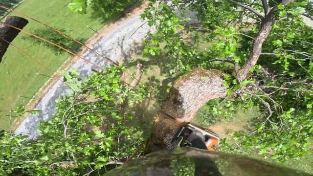 Tree Climbing: Climber highlights a few top climbs of the week смотреть онлайн