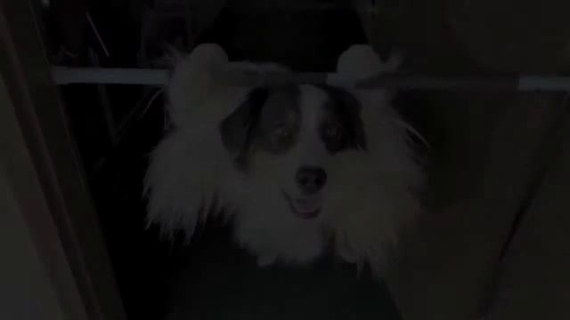 Training The Monkey Step by Step DVD Clip - DTA486 смотреть онлайн