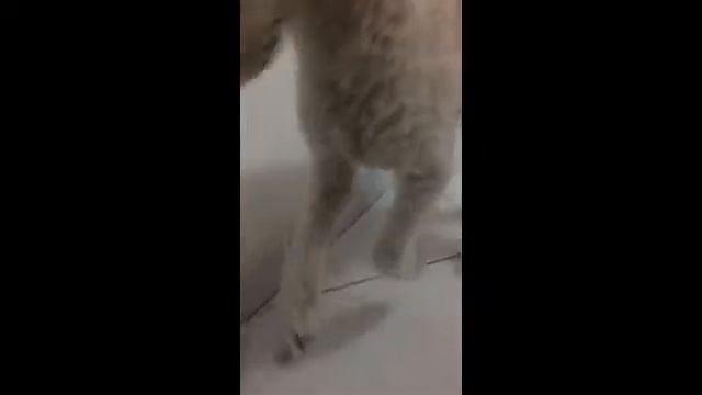 Rubi e a bolinha - câmera lenta смотреть онлайн
