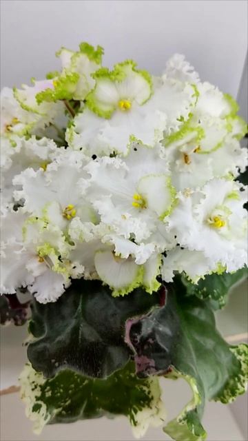 Фиалка ЕК-Изумрудное Кружево