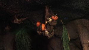 Звуки летучих мышей