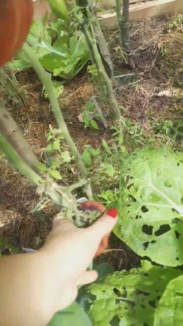 Жаркие горящие угли