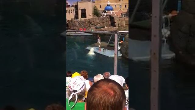 Белуха смотреть онлайн