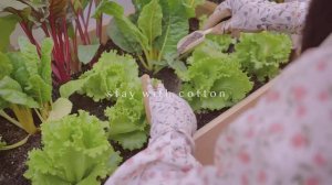 stay with cotton Маленький огород 🌿 Простое меню из 3 баклажанов Острое карри из баклажанов