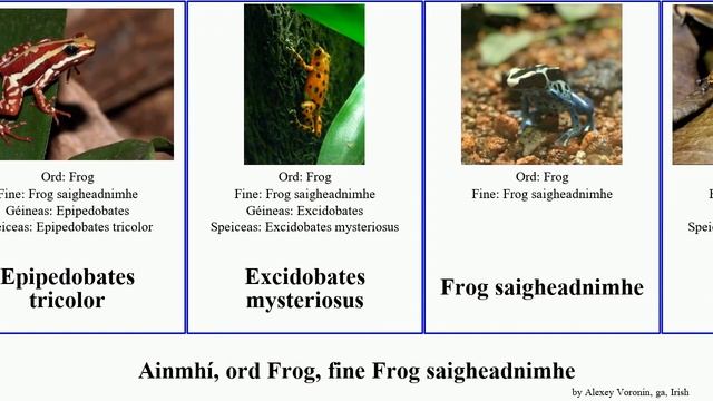 Ainmhí, ord Frog, fine Frog saigheadnimhe ameerega ranitomeya dendrobates phyllobates animal picta смотреть онлайн