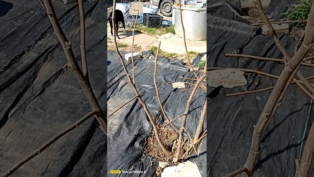 первый весенний лист на голубике.