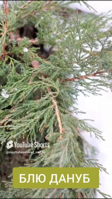 КАК ВЫГЛЯДЯТ МОЖЖЕВЕЛЬНИКИ В НАЧАЛЕ ЗИМЫ. ЧАСТЬ 1🌲❄ 2.12.2022 г.❄ смотреть онлайн