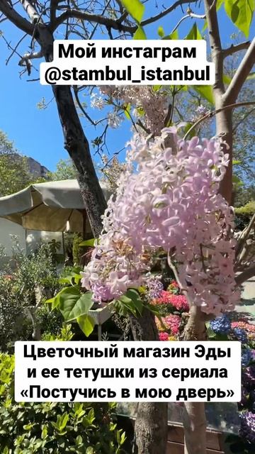 Цветочный магазин Эды и тетушки Айфер из турецкого сериала «Постучись в мою дверь» смотреть онлайн