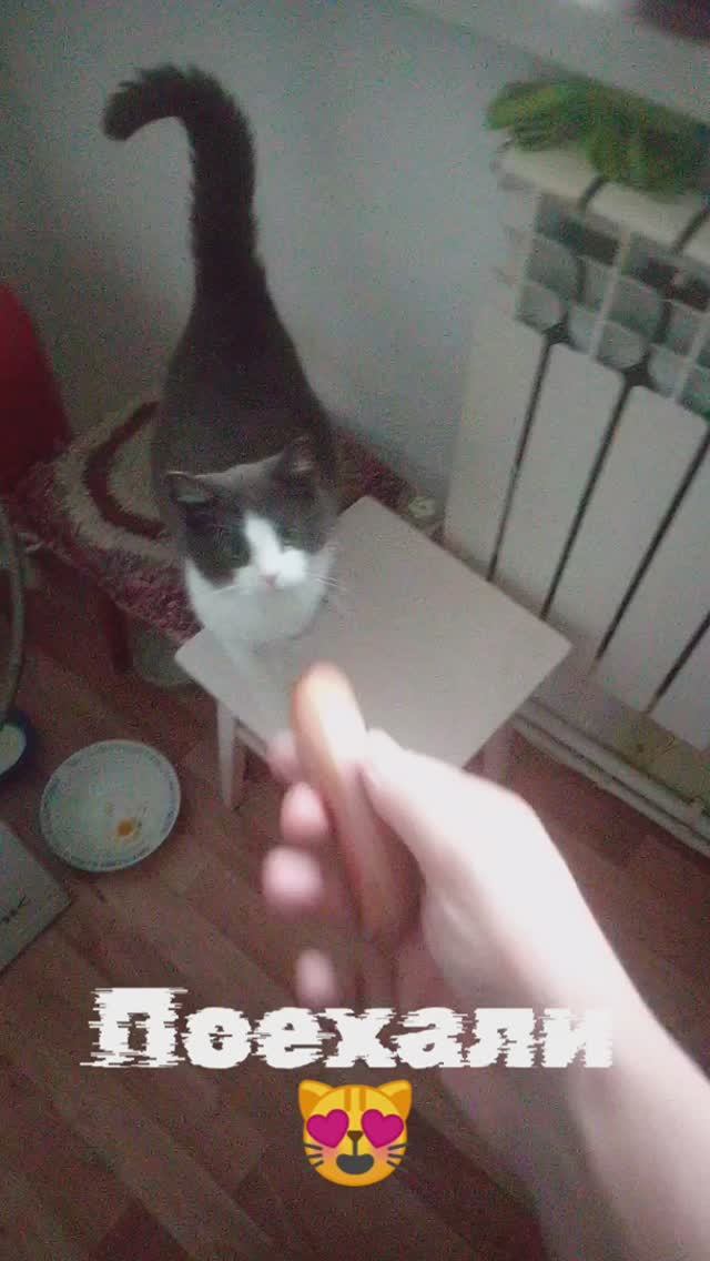 Кошка Актриса получила зарплату