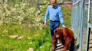 Дана после болезни вышла в вольер,но огромный орангутан соглашается идти только рядом с Зубковым!