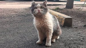 Шикарнейший котик сидит на дороге, плачет и просит помощи человека