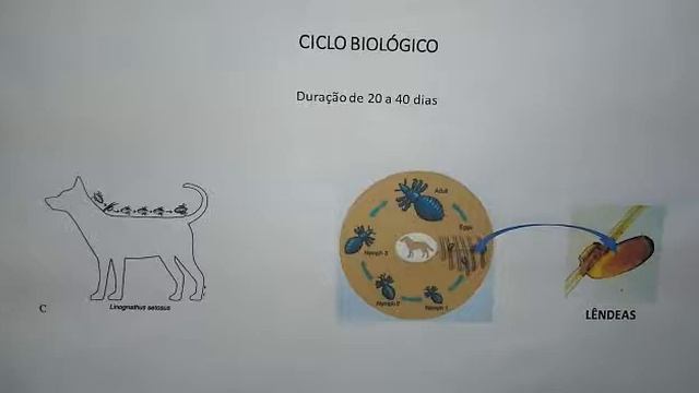Ectoparasita dos caninos смотреть онлайн