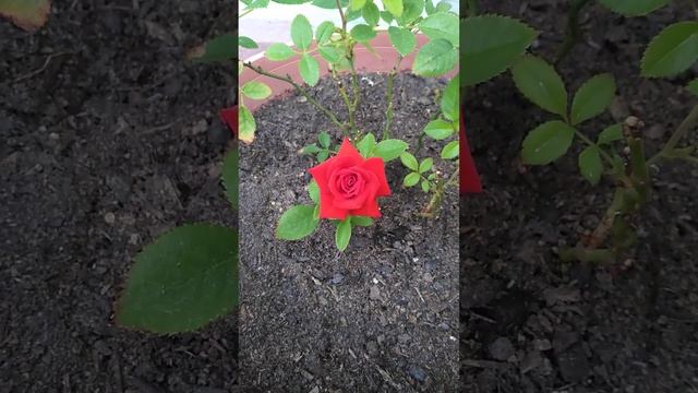 The Loveliest Shade of Red a Little Red Rose Can Have🌹 смотреть онлайн