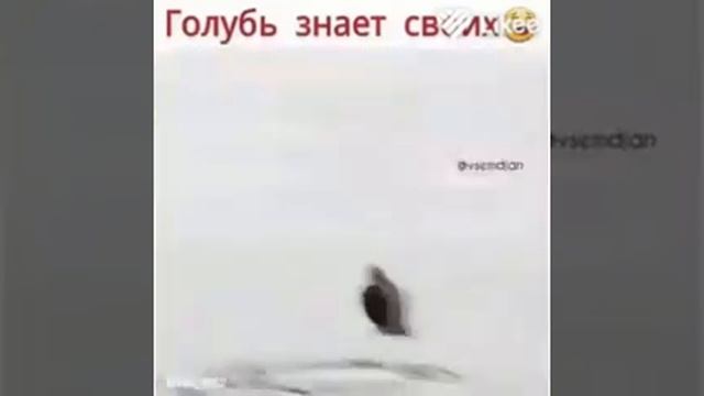 Голубь знает своих смотреть онлайн