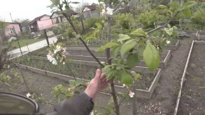 Формировка яблонь для небольших участков