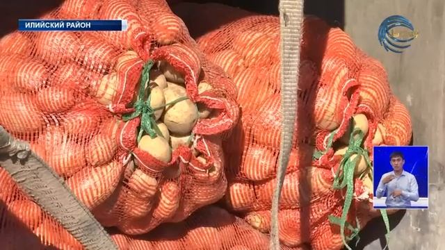 Более тридцати грузовых автомашин выехали в сторону северной столицы смотреть онлайн