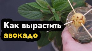 Как вырастить авокадо дома из косточки - быстро вырастить авокадо - дерево авокадо
