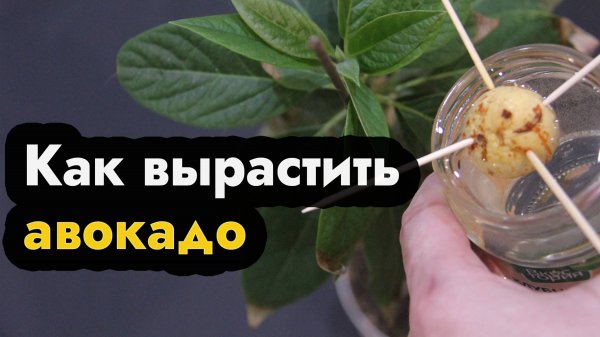 Как вырастить авокадо дома из косточки - быстро вырастить авокадо - дерево авокадо