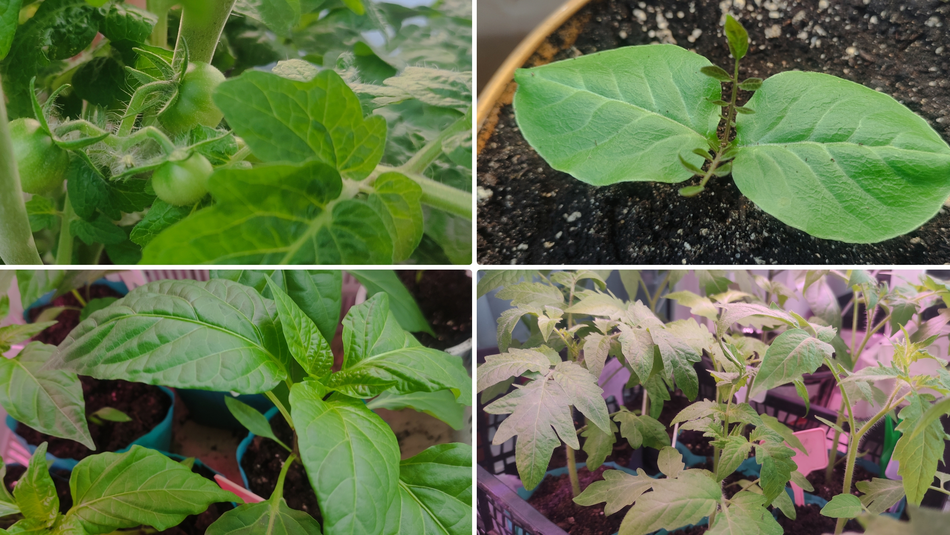 Рассада переехала на неотапливаемый балкон, закалка. Рассада на 31 марта 2025.Кобея.Черенки батата. смотреть онлайн