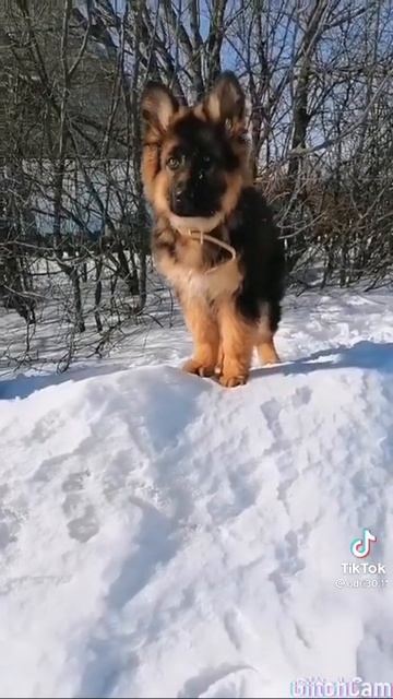 Щенок немецкой овчарки смотреть онлайн