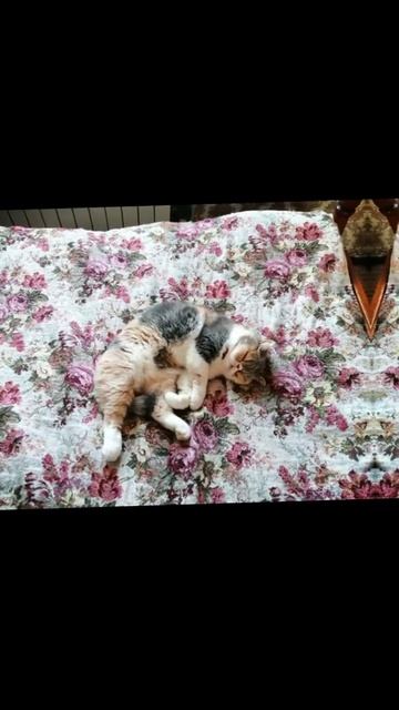 кошка моего друга порода экзот вот) смотреть онлайн