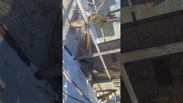 Мы в Старо Оскольским зоопарке 1 часть смотреть онлайн