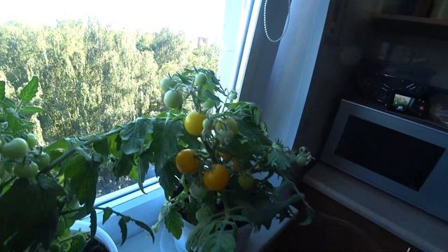 Димка на связи, овощи и сборы. смотреть онлайн