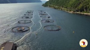 Норвежский лосось: корм из Западной Африки, европейские пираты и связь с нацистской Германией