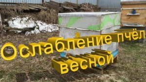 Профессор Кашковский про ослабление пчел весной