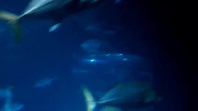 Endless Oceans смотреть онлайн