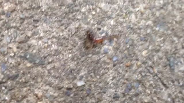 Centipede Vs. Grub!!! смотреть онлайн