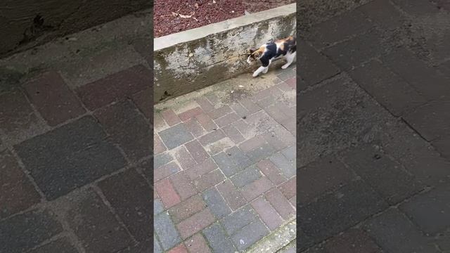 Трехцветная кошка задирает других котов 😹 Funny calico cat attacking cats 😻 Kucing lucu 面白い猫 Gatos смотреть онлайн