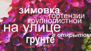 ЗИМОВКА ГОРТЕНЗИИ КРУПНОЛИСТНОЙ В ОТКРЫТОМ ГРУНТЕ