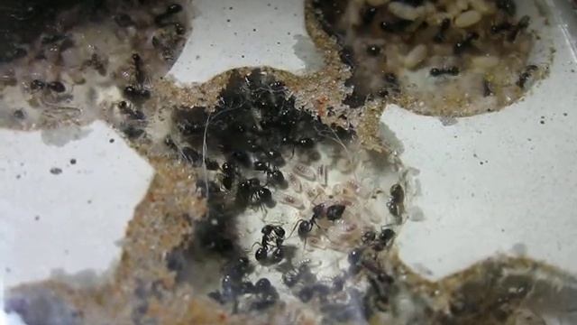 Lasius fuliginosus. Личинки-подкидыши. смотреть онлайн