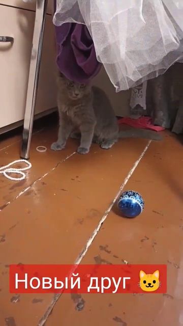 #котикиприколы #приколысживотными #приколы #смех #котики #коты #ржач #животные #котыприколы смотреть онлайн